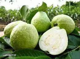 Hisar Safeda Guava Plant Manufacturer & Supplier in India